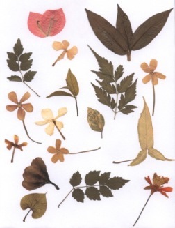 Quick Tip Fast Drying Leaves Quick Tip Fast Drying Leaves