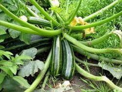 Courgette Lasagna