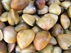 Ameijoas Portuguesas (Portuguese Clams)