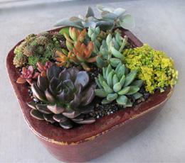 Succulent Garden Arrangement Succulent Garden Arrangement