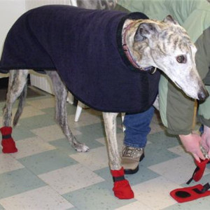 whippet boots