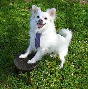 Puppy Necktie Puppy Necktie