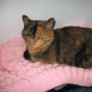 Cat Blanket Knitting Pattern Allfreeknitting Com