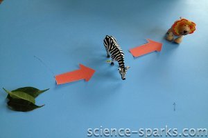 Simple Food Chains Simple Food Chains