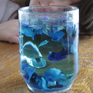 Violet Petal pH Experiment Violet Petal pH Experiment