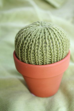 Pincushion Cactus Pincushion Cactus