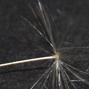 Floating Dandelion Parachutes