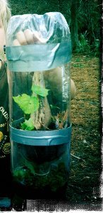Soda Bottle Terrarium