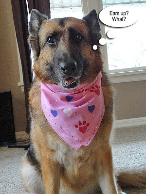 Valentine's Day Pet Bandanas