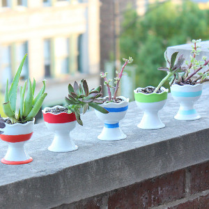 Summery Succulent Centerpiece