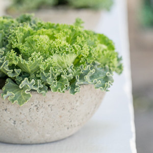 Sturdy Cement Planters