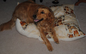 How to Make a Dog Bed