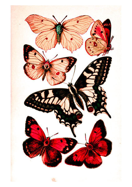 Printable Butterflies in Four Color Schemes | AllFreePaperCrafts.com