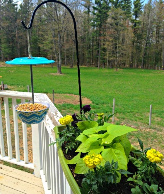 Cheep DIY Bird Feeder Cheep DIY Bird Feeder