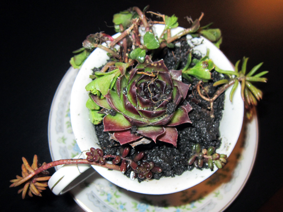 Chipper Teacup Planter Chipper Teacup Planter