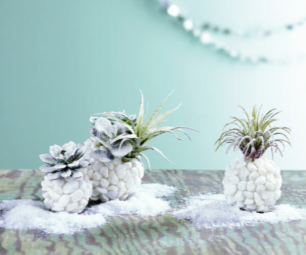 Winter Frost DIY Succulent Planters Winter Frost DIY Succulent Planters