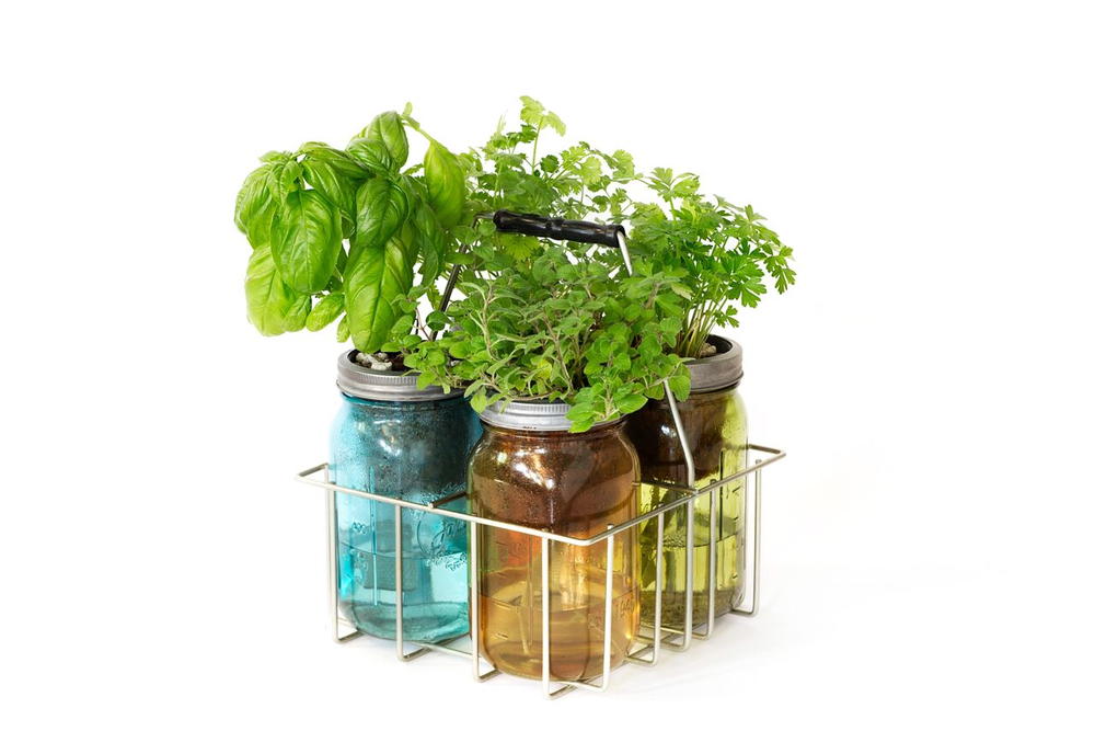 Longo longos corks Modern Sprout Self-Watering Herbs Kit Review | FaveHealthyRecipes.com