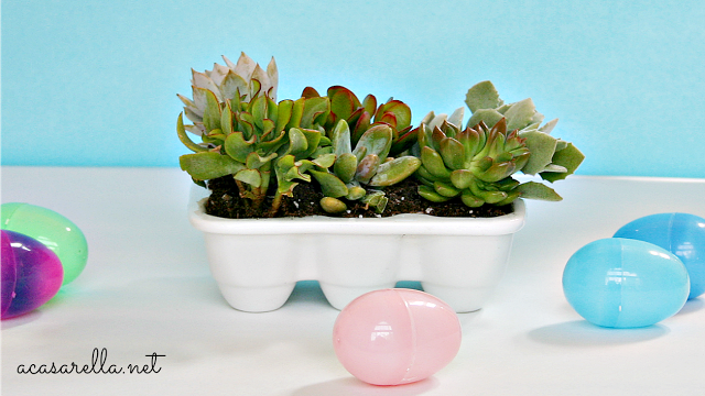 Succulent Easter Hostess Gift Succulent Spring Hostess Gift