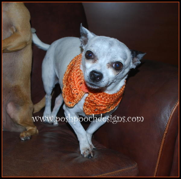 Pumpkin Spice Crochet Dog Collar_1