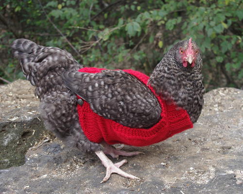 Cabled Chicken Sweater Cabled Chicken Sweater