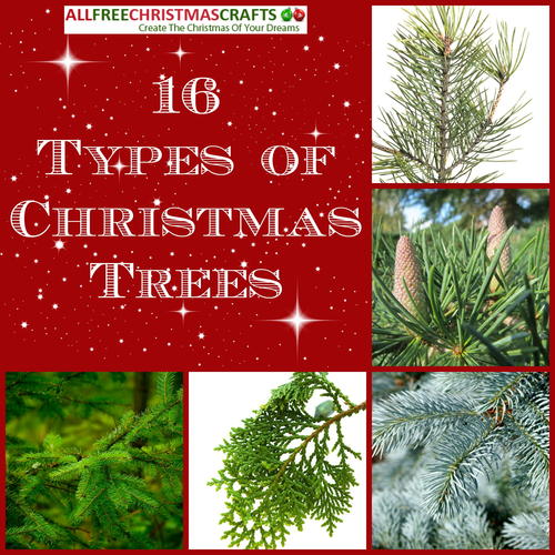 16 Types of Christmas Trees