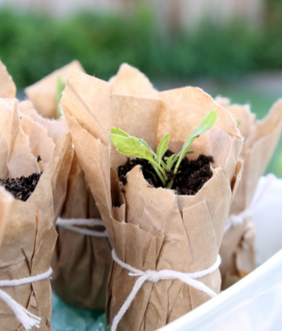 Recycled Paper Seedling Planter