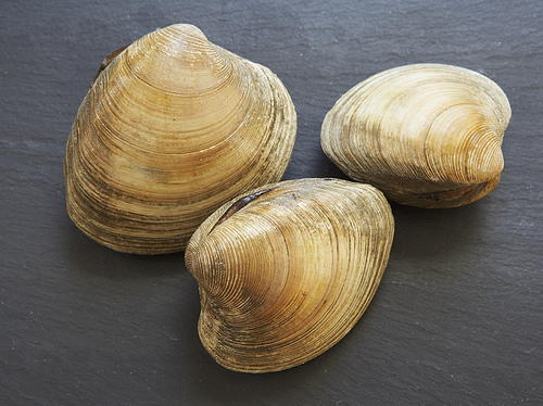recipe clams casino