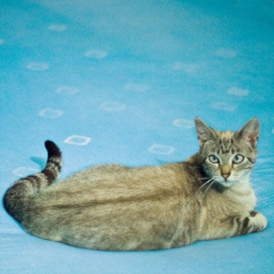 Mood Indigo Tie Dye Design Mood Indigo Tie Dye Design