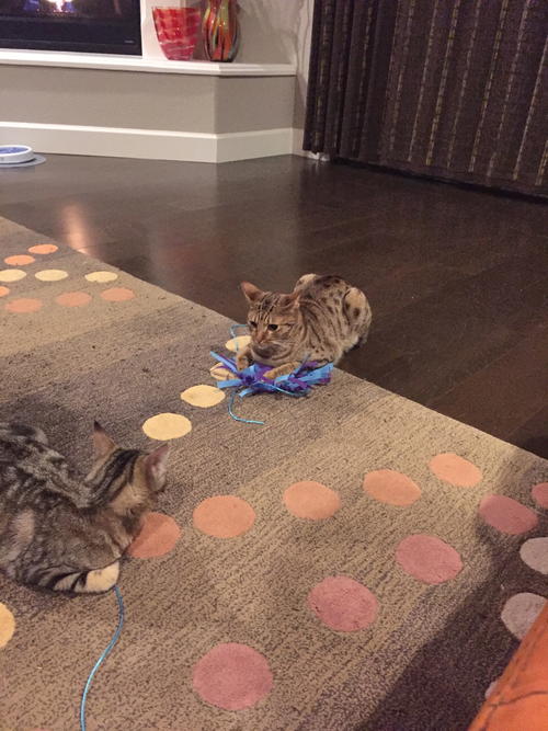 No-Sew DIY Cat Toy No-Sew DIY Cat Toy