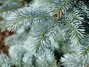 An example of a blue spruce tree