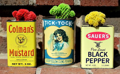 Vintage Tins and Cactus Succulents Vintage Tins and Cactus Succulents