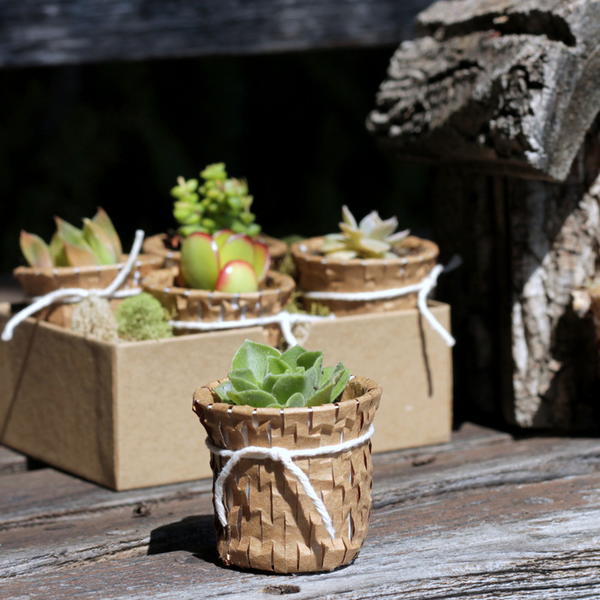 K Cup Succulent Pot K Cup Succulent Pot