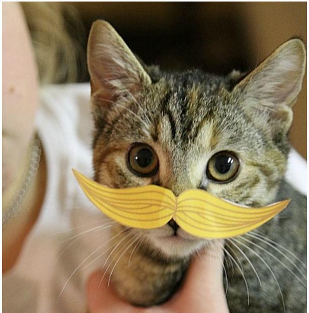 Hilarious Cat Mustache Printables Hilarious Cat Mustache Printables