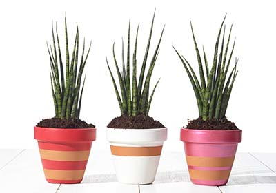 Striped Flower Pot Crafts Striped Flower Pot Crafts