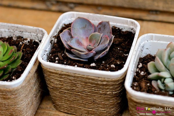 DIY Succulent Project DIY Succulent Project