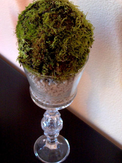 Living Moss Ball Living Moss Ball