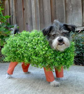 Chia Pet Dog Costume Chia Pet Dog Costume