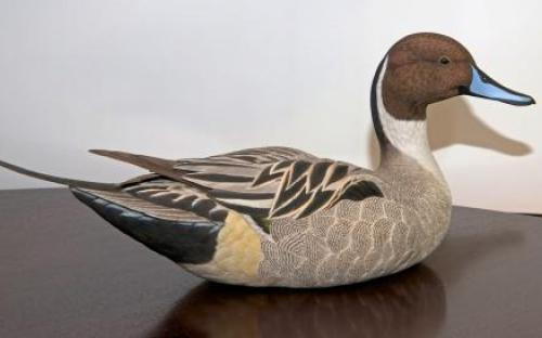 Pintail - Jean Brunette Pintail - Jean Brunette