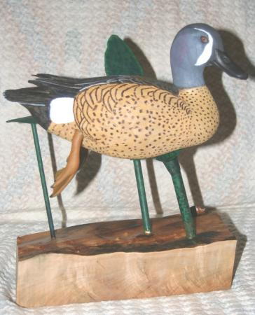 Blue Winged Teal