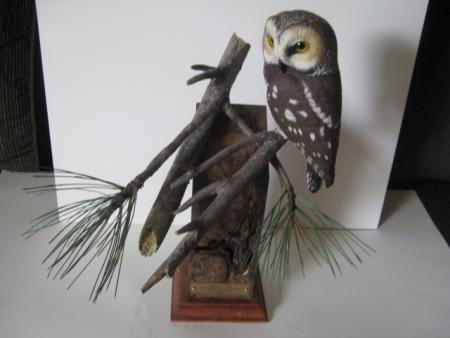 Northern Saw Whet Owl