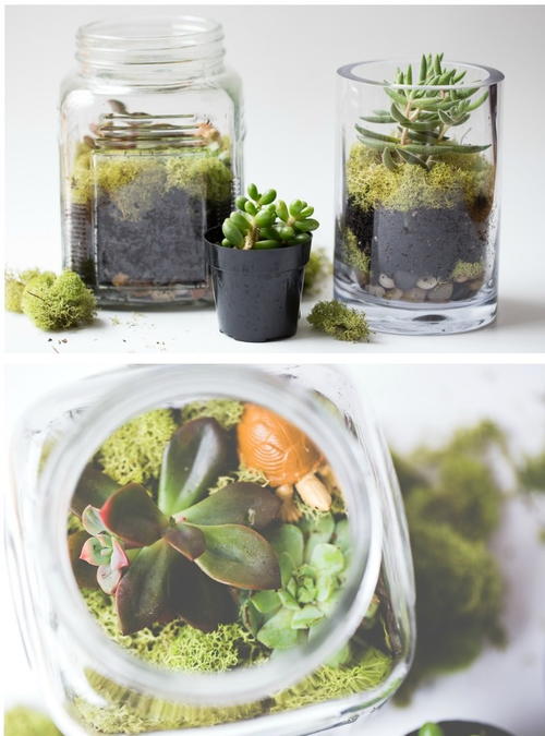 Too Easy Succulent Terrariums Too Easy Succulent Terrariums