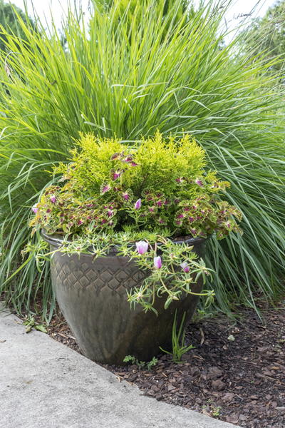 Container Gardening 101 Container Gardening 101