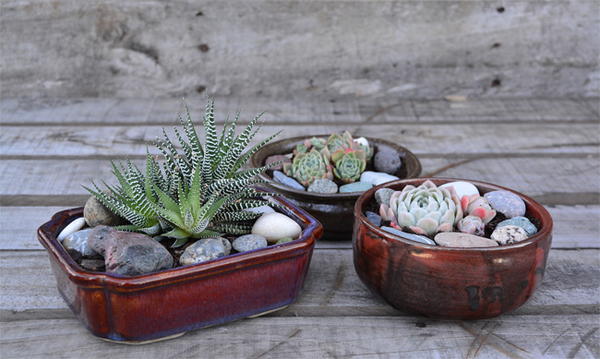 DIY Succulent Bowl DIY Succulent Bowl