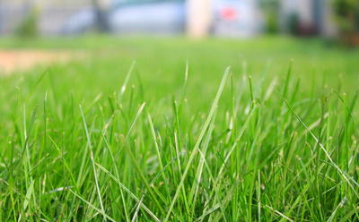 How to Prepare Soil for Grass Seed