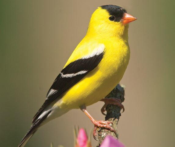 The Willow (American) Goldfinch: A Symbol of Our State - Coastal