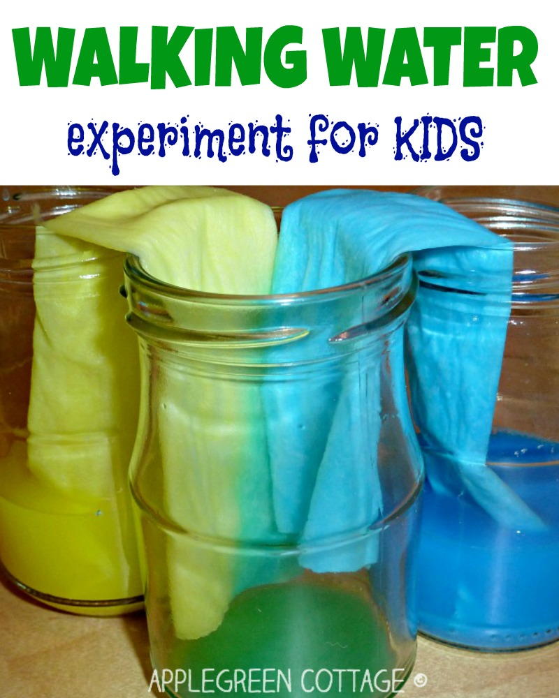 Walking Water Experiment | AllFreeKidsCrafts.com