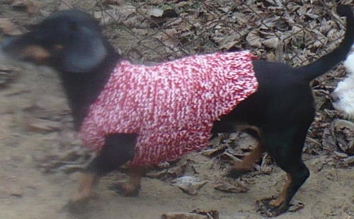 Cozy Doxie Dog Sweater Cozy Doxie Dog Sweater