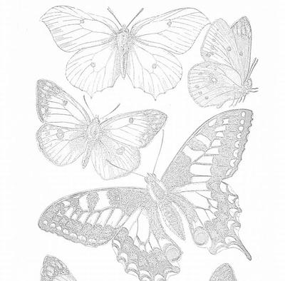 Delicate Butterfly Adult Coloring Pages