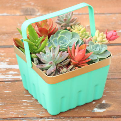 Save It with Succulents DIY Planter