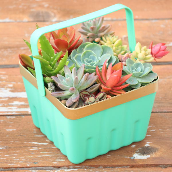 Save It with Succulents DIY Planter Save It with Succulents DIY Planter